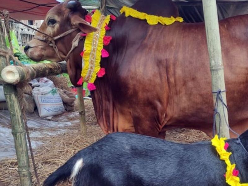 এবার ঈদে পশু কুরবানি কমেছে পৌনে ১৩ লাখ